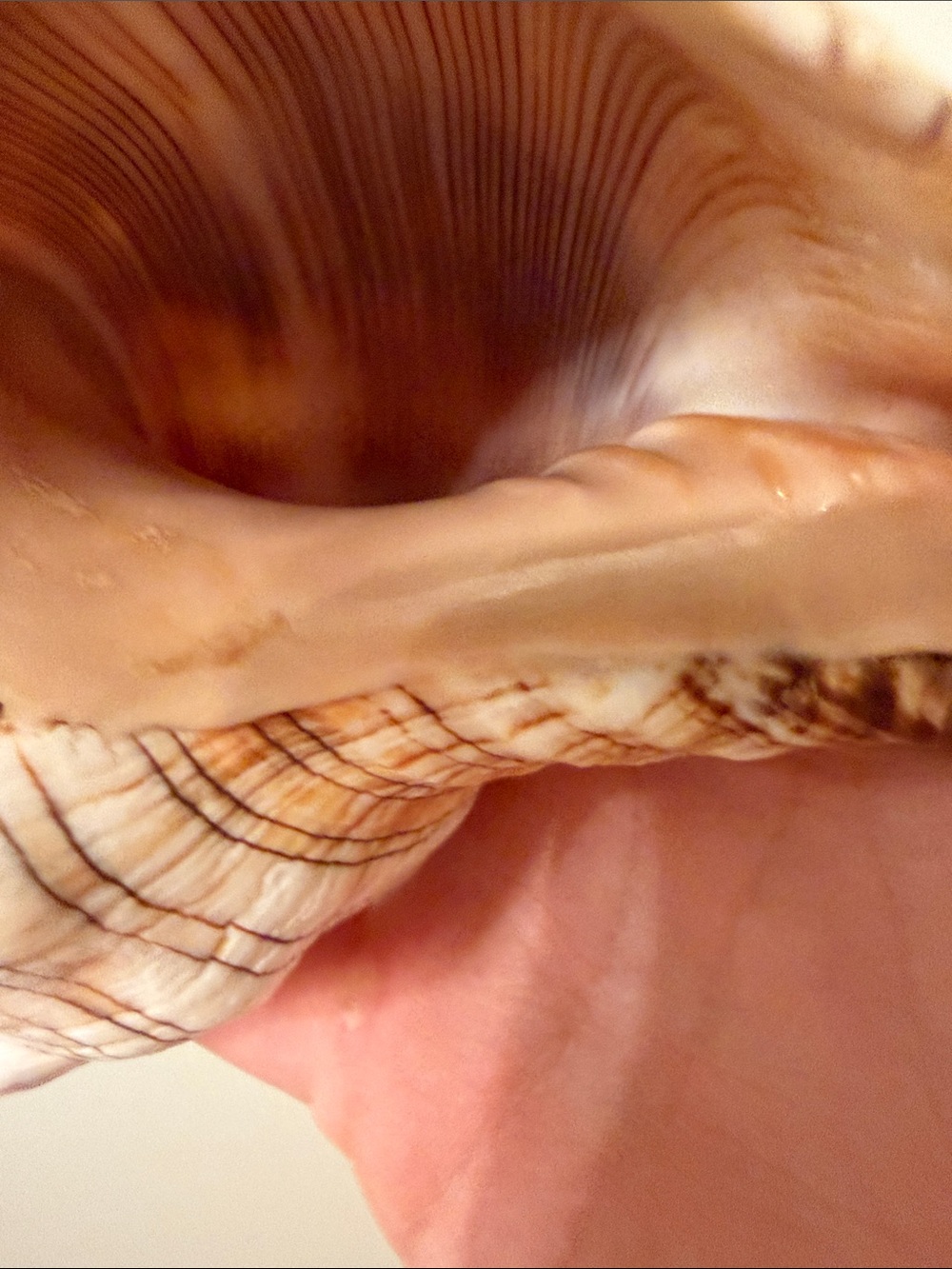 Natural Sea Conch Shell - Cream and Brown - Picture 4 of 5